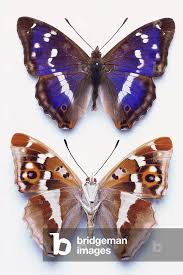 Attēlu rezultāti vaicājumam “Apatura iris male”