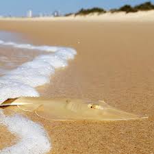 Image result for Glaucostegus cemiculus