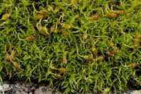 Attēlu rezultāti vaicājumam “Grimmia muehlenbeckii”