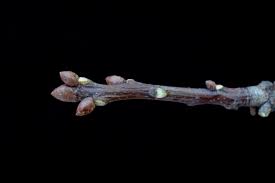 Attēlu rezultāti vaicājumam “Quercus rubra bud”