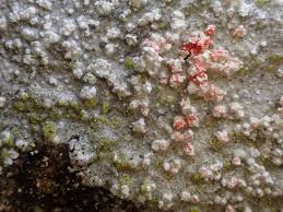 Attēlu rezultāti vaicājumam “Cystocoleus ebeneus”