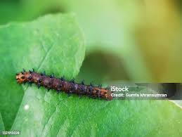 Attēlu rezultāti vaicājumam “Nematus salicis larva”