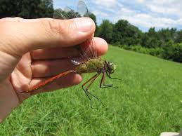 Attēlu rezultāti vaicājumam “Aeshnidae”