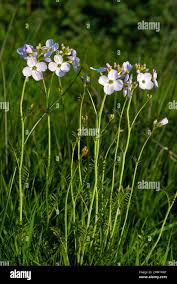 Attēlu rezultāti vaicājumam “Cardamine pratensis flower”