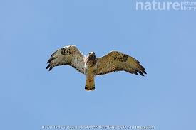 Attēlu rezultāti vaicājumam “Buteo lagopus”