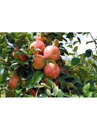 Attēlu rezultāti vaicājumam “Malus”