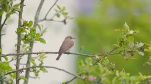 Attēlu rezultāti vaicājumam “Muscicapa striata juvenile”