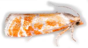 Attēlu rezultāti vaicājumam “Rhyacionia pinicolana”