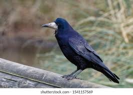 Attēlu rezultāti vaicājumam “Corvus frugilegus”