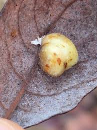 Attēlu rezultāti vaicājumam “Euura pedunculi”