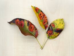 Attēlu rezultāti vaicājumam “Gymnosporangium sabinae”