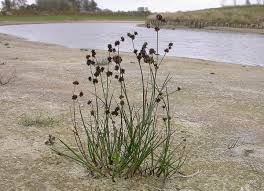 Attēlu rezultāti vaicājumam “Juncus articulatus”
