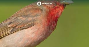 Attēlu rezultāti vaicājumam “Carpodacus erythrinus adult”