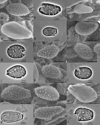 Attēlu rezultāti vaicājumam “Coleosporium sp.”