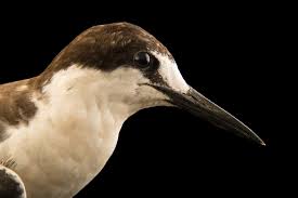 Image result for Onychoprion fuscatus