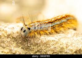 Attēlu rezultāti vaicājumam “Malacosoma neustria larva”