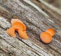 Attēlu rezultāti vaicājumam “Lycogala leopardinum”