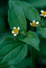 Attēlu rezultāti vaicājumam “Galinsoga quadriradiata”