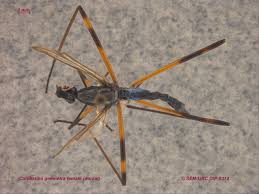 Attēlu rezultāti vaicājumam “Micropezidae”