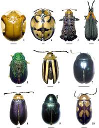 Attēlu rezultāti vaicājumam “Chrysomelidae”