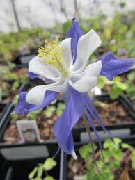 Image result for Aquilegia caerulea