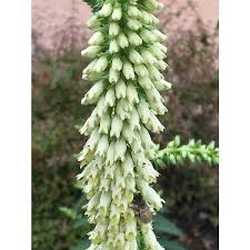 Image result for Digitalis lutea