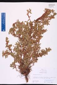 Attēlu rezultāti vaicājumam “Polygonum aviculare”