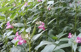 Attēlu rezultāti vaicājumam “Impatiens glandulifera”