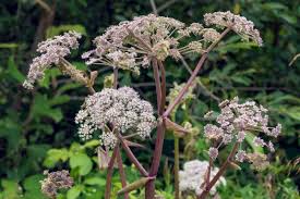 Attēlu rezultāti vaicājumam “Angelica sylvestris flower”