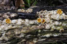 Attēlu rezultāti vaicājumam “Sphaerobolus stellatus”