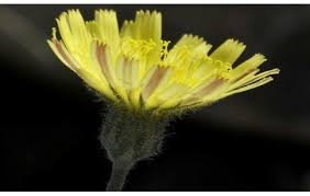 Attēlu rezultāti vaicājumam “Pilosella officinarum”