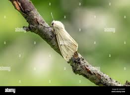 Attēlu rezultāti vaicājumam “Spilosoma lutea imago”