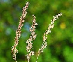 Attēlu rezultāti vaicājumam “Agrostis stolonifera subsp. straminea”