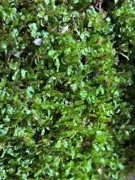 Attēlu rezultāti vaicājumam “Riccardia chamaedryfolia”