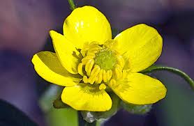 Attēlu rezultāti vaicājumam “Ranunculus elatior leaf”