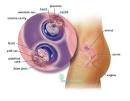 Fraternal twins in the womb -- 8 weeks | BabyCenter
