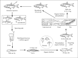 Image result for Hypophthalmichthys molitrix
