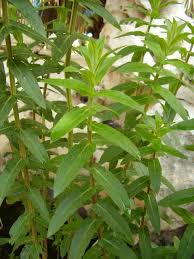 Image result for Lythrum salicaria