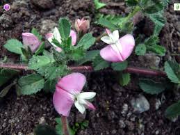 Attēlu rezultāti vaicājumam “Ononis arvensis flower”