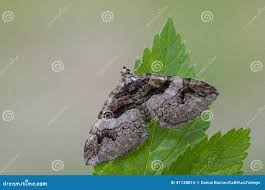 Attēlu rezultāti vaicājumam “Pareulype berberata”