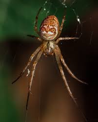 Attēlu rezultāti vaicājumam “Metellina segmentata”