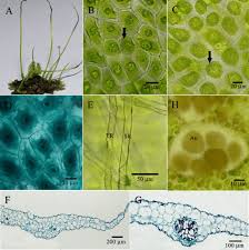 Attēlu rezultāti vaicājumam “Phaeoceros laevis subsp. carolinianus”