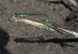 Attēlu rezultāti vaicājumam “Coenagrion armatum”