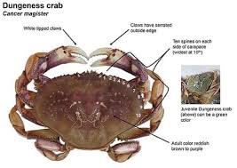 Image result for Metacarcinus magister