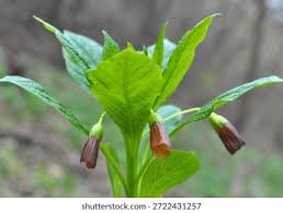 Attēlu rezultāti vaicājumam “Scopolia carniolica leaf”