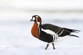 Image result for Branta ruficollis