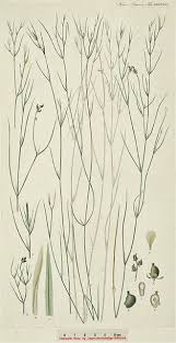 Attēlu rezultāti vaicājumam “Potamogeton trichoides”