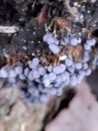 Attēlu rezultāti vaicājumam “Physaraceae”