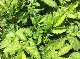 Attēlu rezultāti vaicājumam “Agrimonia eupatoria leaf”