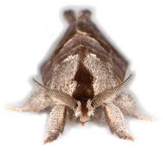 Attēlu rezultāti vaicājumam “Clostera pigra”